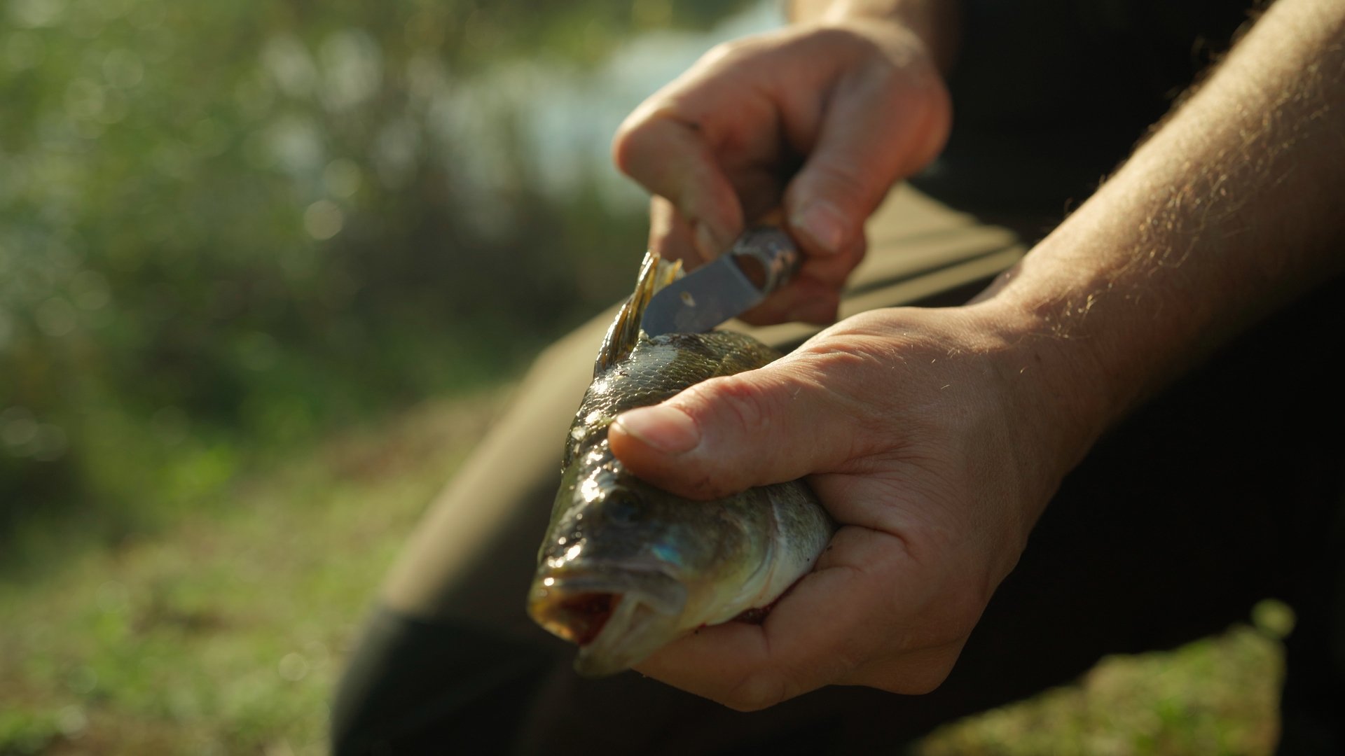 Frisch gefangener Fisch wird fachgerecht ausgenommen